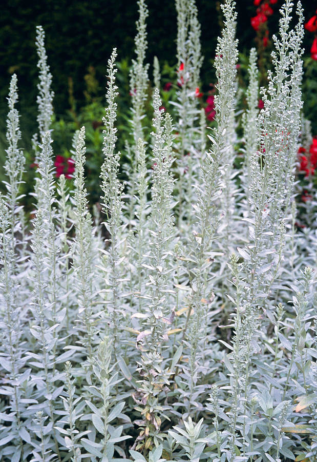 Plant of the Week: White Sage